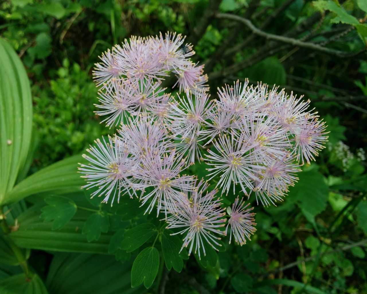 Thalictrum aquilegiifolium